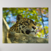 Impression Jaguar (Devant)