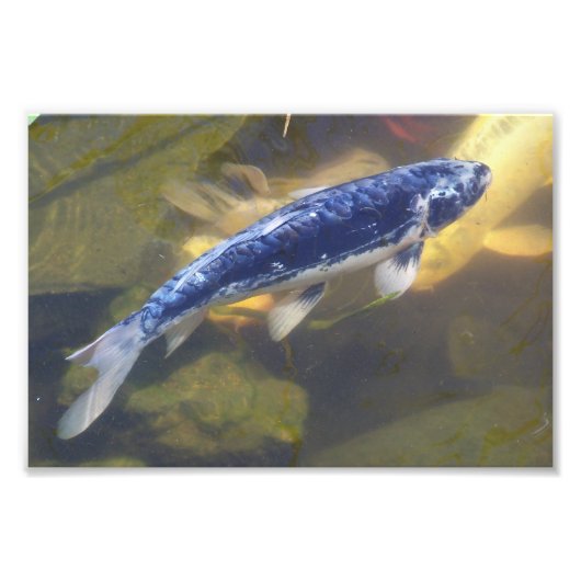Impression koi bleue (Devant)