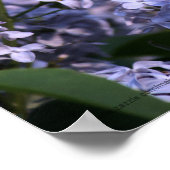 Impression Lilac Vision (Coin)