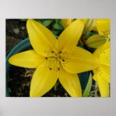 Impression Lily jaune (Devant)