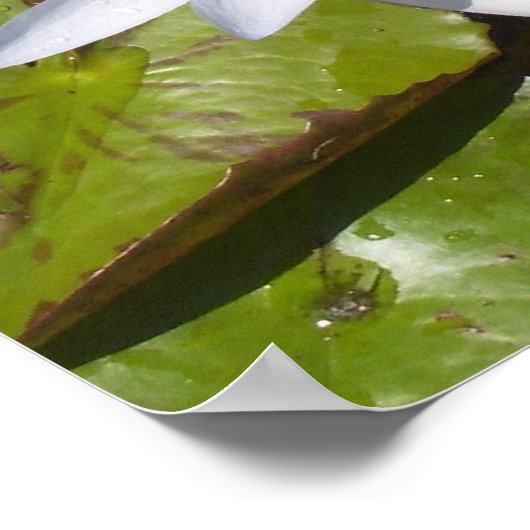 Impression Lily Pad (Coin)