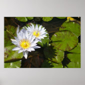 Impression Lily Pad (Devant)