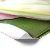 Impression Lily Stargazer (Coin)