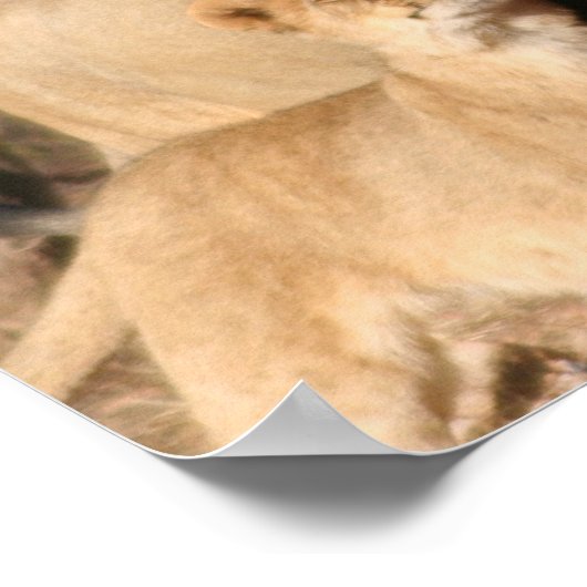 Impression Lion et Lion Cub (Coin)