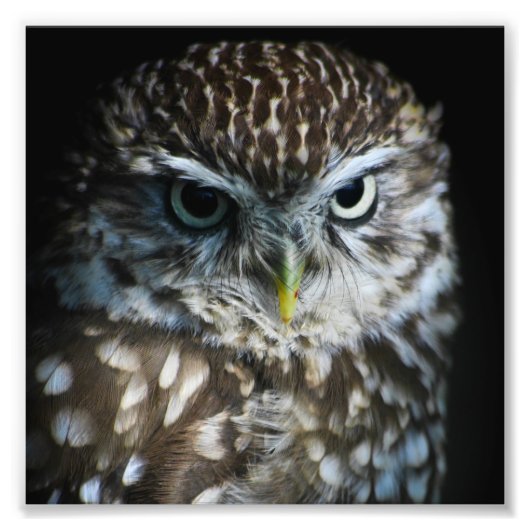 Impression Little Owl (Devant)