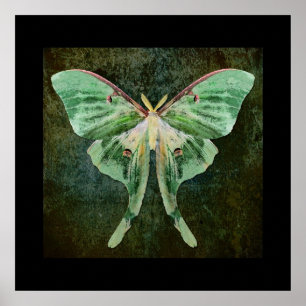 Impression Luna Moth