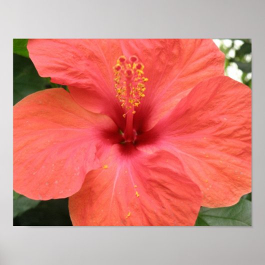 Impression Macro Fleur d'Hibiscus Orange (Devant)