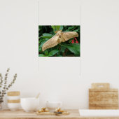 Impression Magique Moth (Cuisine)