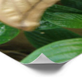 Impression Magique Moth (Coin)