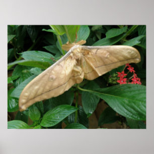 Impression Magique Moth