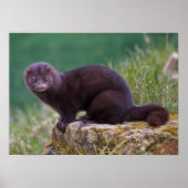 Impression Mink (Devant)