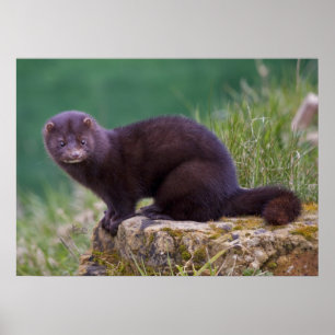 Impression Mink