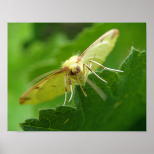 Impression Mois Brimstone