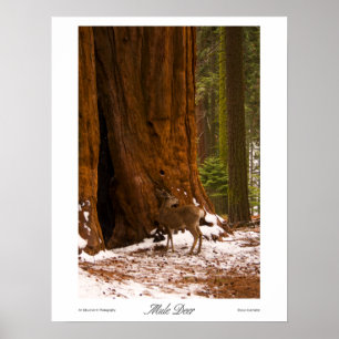 Impression Mule Deer