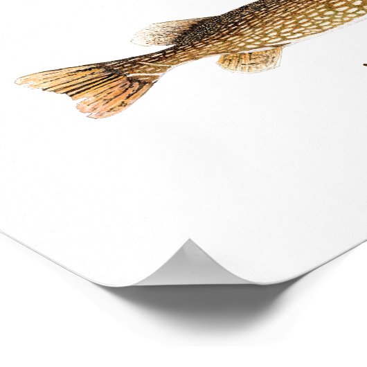 Impression Muskie (Coin)