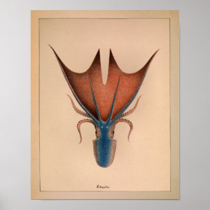 Impression octopus couleur Vintage 1851