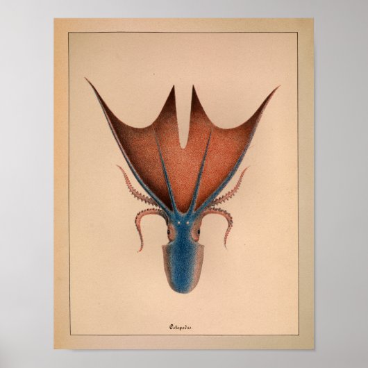 Impression octopus couleur Vintage 1851 (Devant)