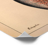 Impression octopus couleur Vintage 1851 (Coin)