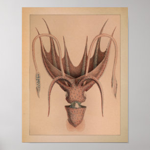 Impression octopus couleur Vintage 1851