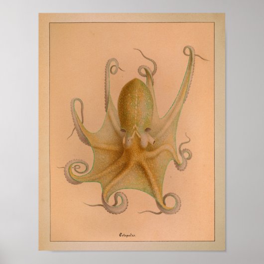 Impression octopus couleur Vintage 1851 (Devant)