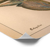 Impression octopus couleur Vintage 1851 (Coin)