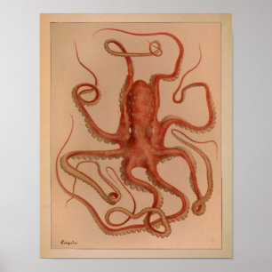 Impression octopus couleur Vintage 1851