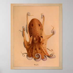 Impression octopus couleur Vintage 1851