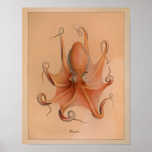 Impression octopus couleur Vintage 1851 (Devant)