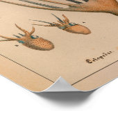 Impression octopus couleur Vintage 1851 (Coin)