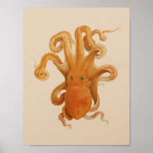Impression octopus couleur Vintage 1896
