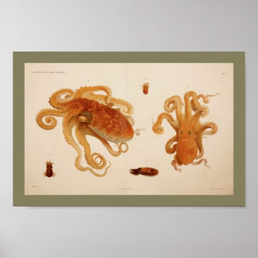 Impression octopus couleur Vintage 1896 (Devant)