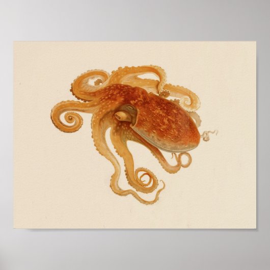 Impression octopus couleur Vintage 1896 (Devant)