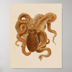 Impression octopus couleur Vintage 1896