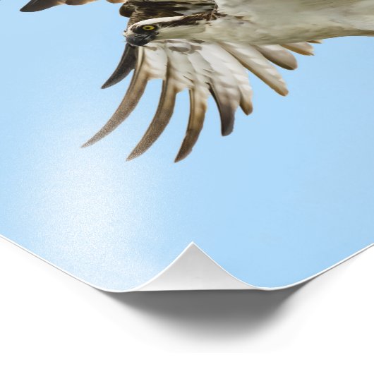 Impression Osprey Unfurled 8x10 (Coin)