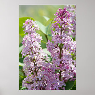 Impression P5390 Lilas