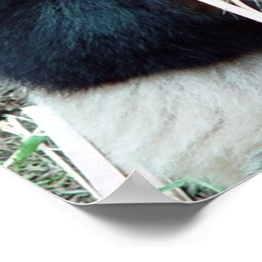 Impression Panda géante (Coin)