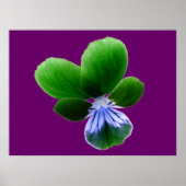 Impression Pansy verte (Devant)