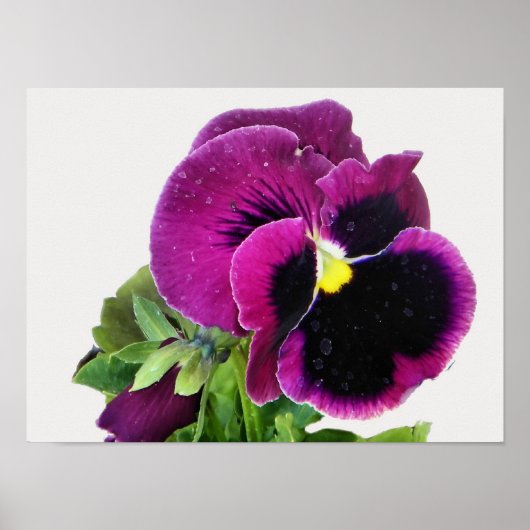 Impression Pansy Violet (Devant)