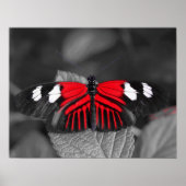 Impression Papillon (Devant)