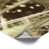 Impression Papillon Bois Tacheté (Coin)