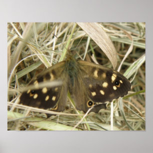 Impression Papillon Bois Tacheté