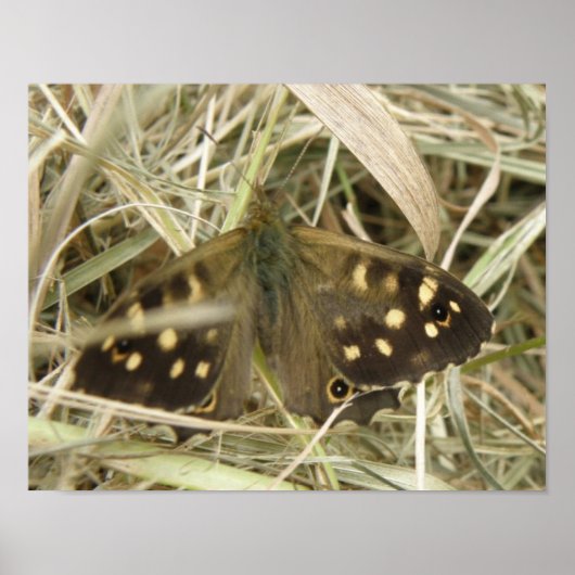 Impression Papillon Bois Tacheté (Devant)