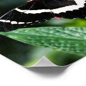 Impression papillon Lolipop (Coin)