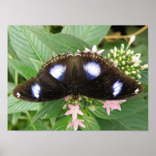 Impression Papillon Taches Bleues