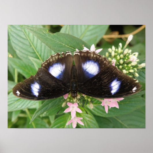 Impression Papillon Taches Bleues (Devant)