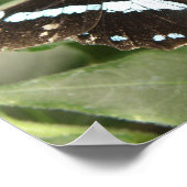 Impression papillon tropical noir et blanc (Coin)