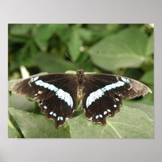 Impression papillon tropical noir et blanc (Devant)