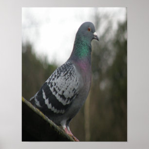 Impression parfaite de pigeon