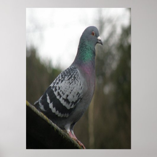 Impression parfaite de pigeon (Devant)