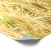 Impression Peacock (Coin)